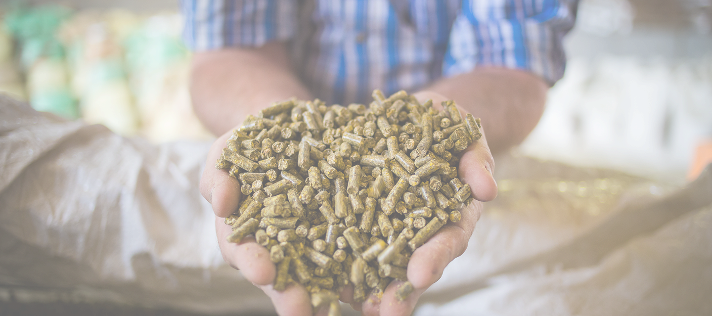 Hands holding a pile of animal feed pellets, emphasizing quality and care in pet food production.