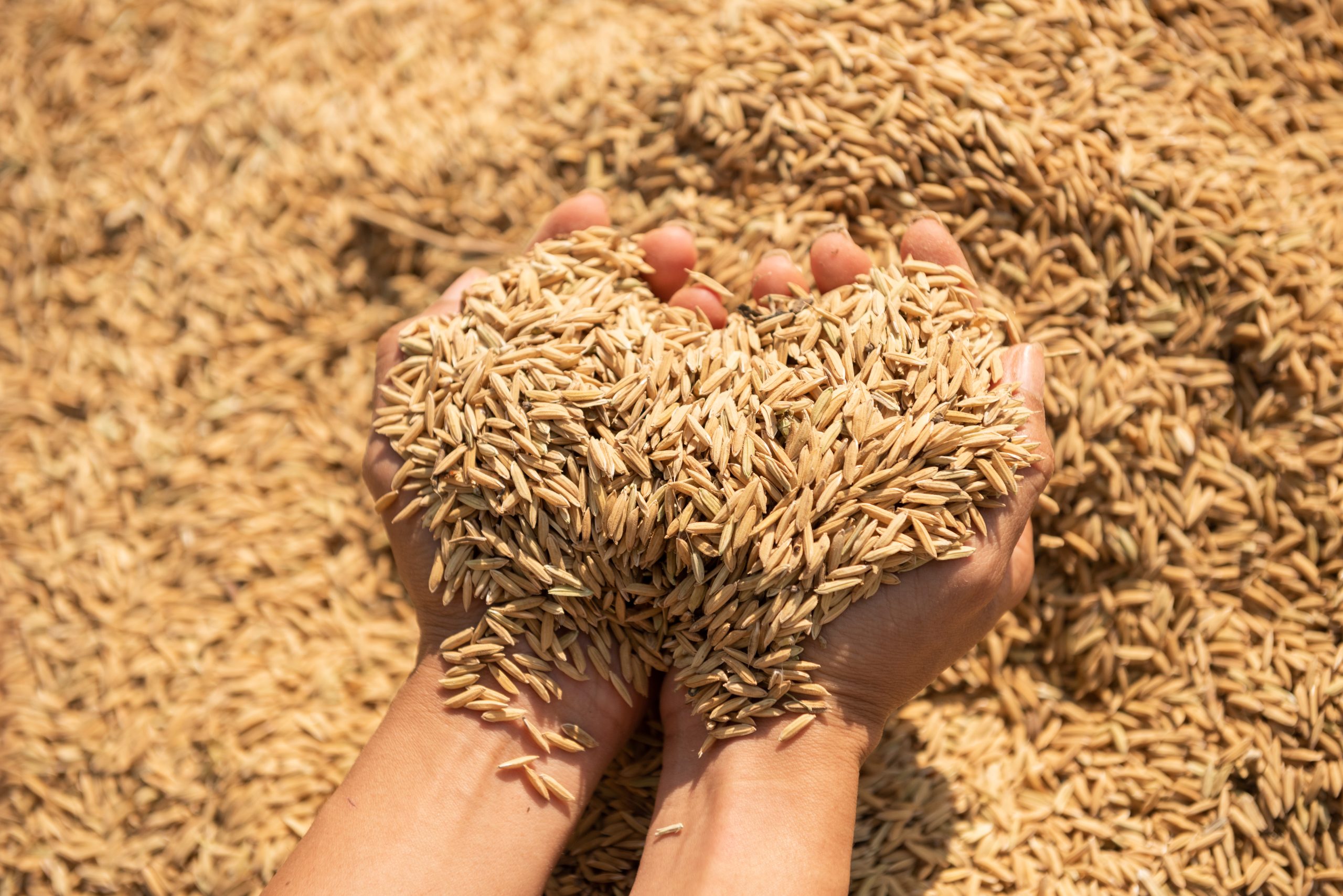 Hands holding a pile of golden yellow paddy grains during harvest.