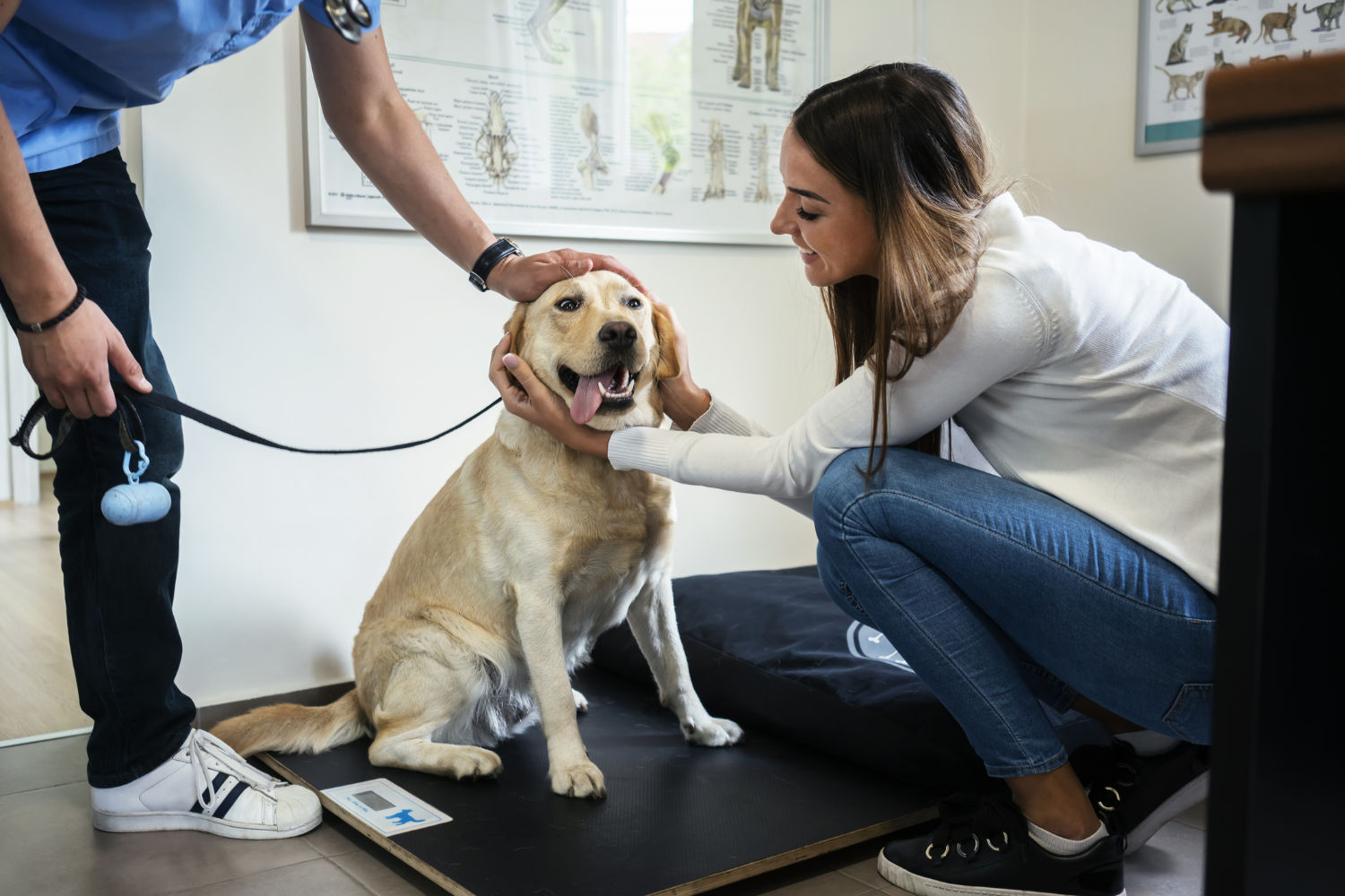 Dog being examined at a veterinary office, with a veterinarian and a pet owner providing care and attention.
