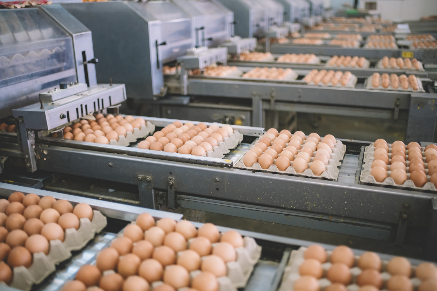 Eggs on a production line in a factory, undergoing selection and grading processes.