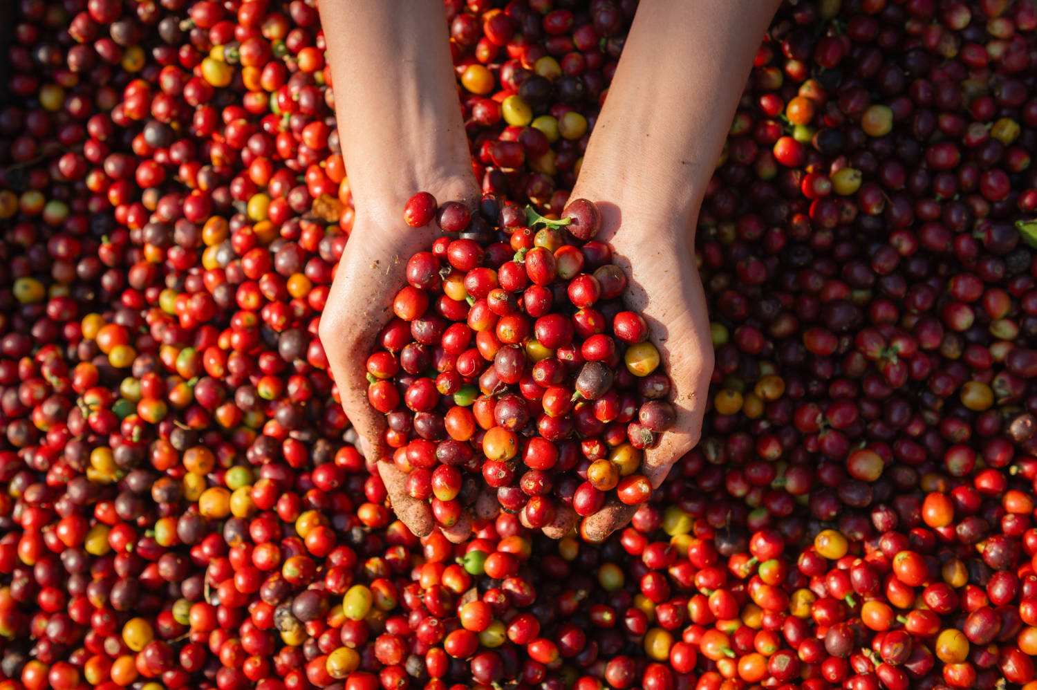 Hands holding a handful of ripe red fruit, surrounded by a large quantity of similar fruit.
