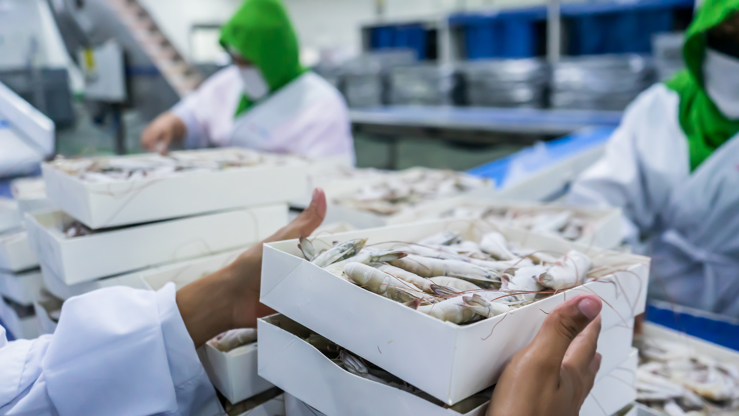 Workers at a shrimp production plant packing frozen white prawns into boxes.